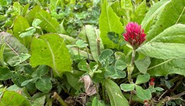 Weed control in multi-species swards 